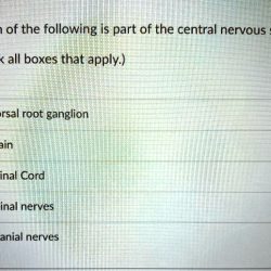 Spinal nerves motor dorsal ventral nerve neuron cord roots between difference upper root lower peripheral mixed plexus nervous ramus rami