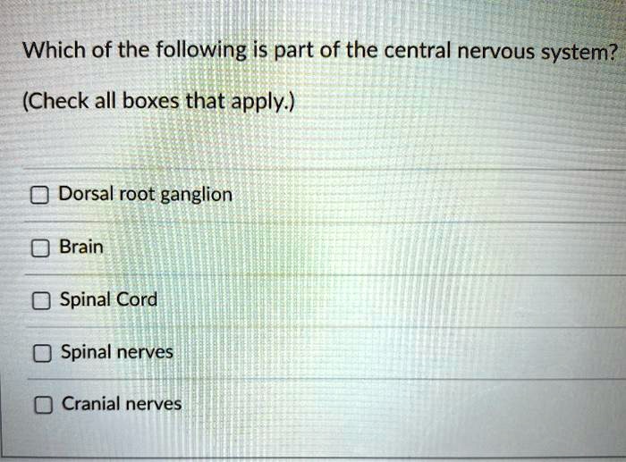 Spinal nerves motor dorsal ventral nerve neuron cord roots between difference upper root lower peripheral mixed plexus nervous ramus rami