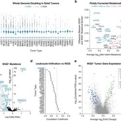 Human karyotyping gizmo answers key