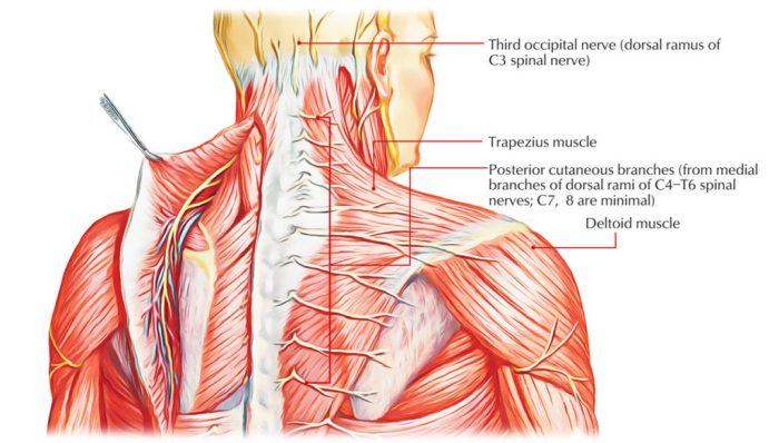 Check all that apply. the dorsal rami