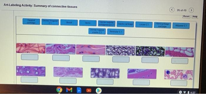 Art-labeling activity summary of connective tissues