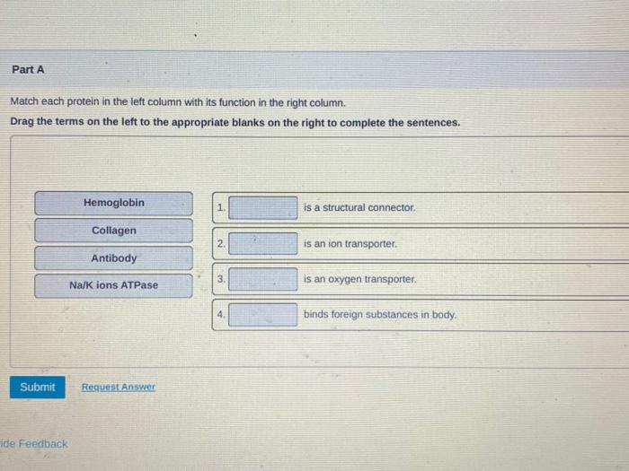 Please match each protein to the correct function