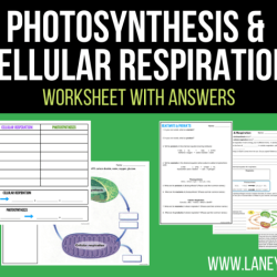 Photosynthesis & cellular respiration worksheet