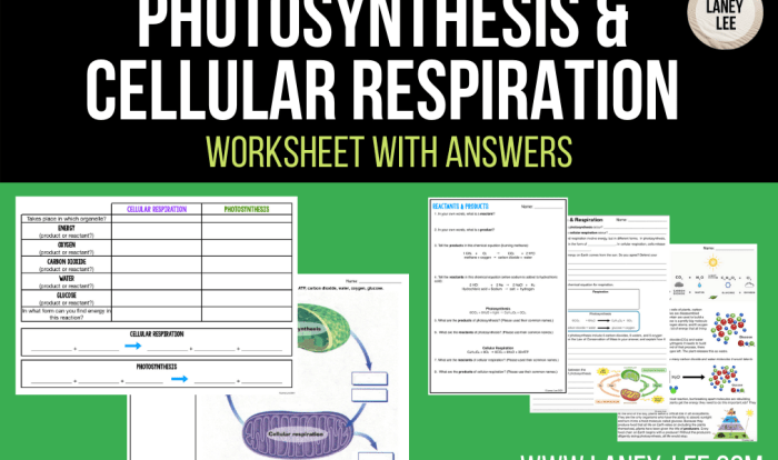 Photosynthesis & cellular respiration worksheet