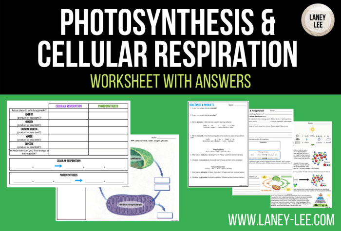 Photosynthesis & cellular respiration worksheet