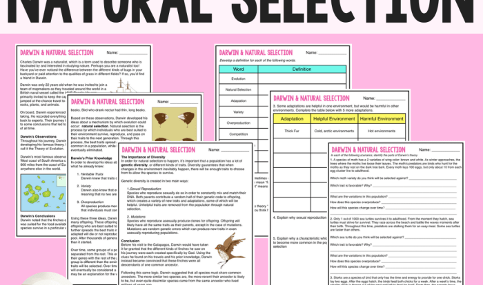 Patterns of natural selection worksheet answer key pdf