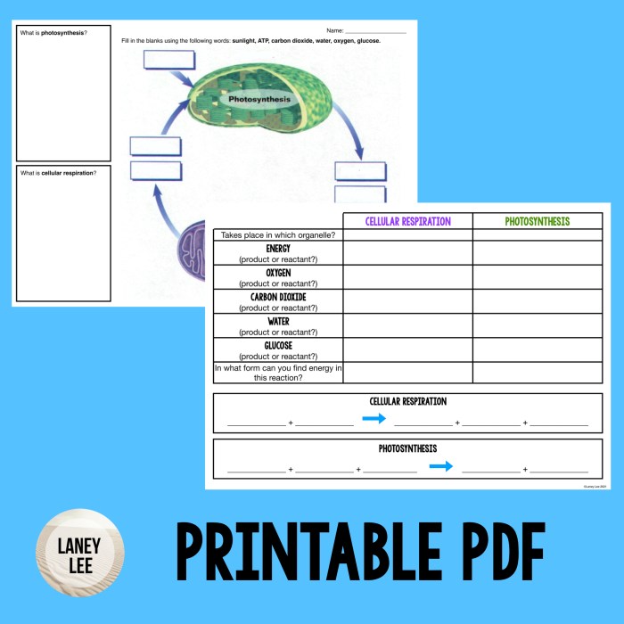 Photosynthesis & cellular respiration worksheet