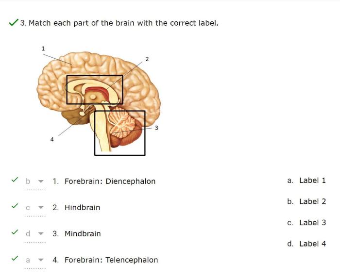 Please match each protein to the correct function