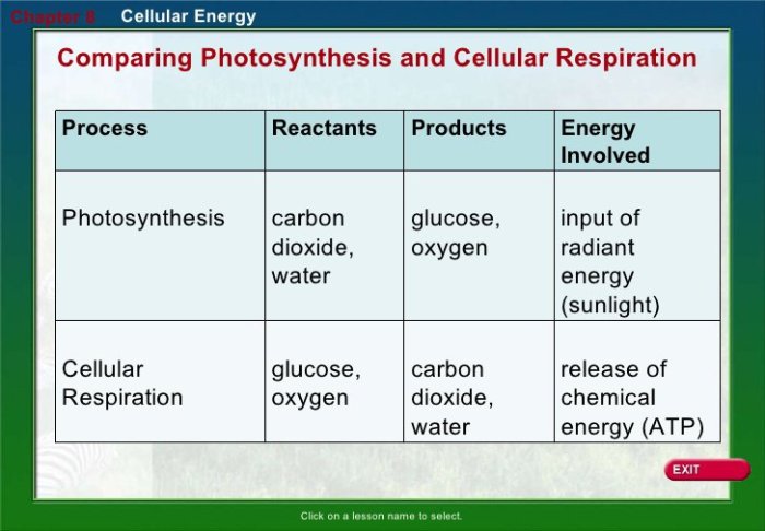 Photosynthesis & cellular respiration worksheet