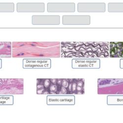 Tissue epithelial tissues physiology biology muscular illustrated