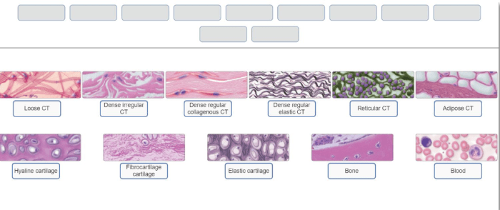 Tissue epithelial tissues physiology biology muscular illustrated